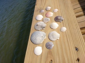 and more seashells