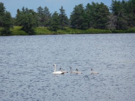 This swan family was beyond cute!